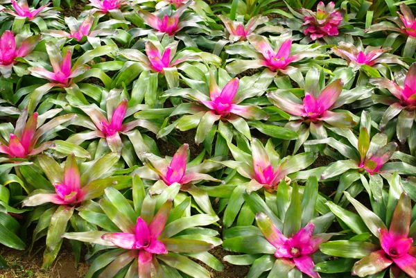 Schöne Bromelie im Garten — Stockfoto