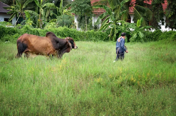 Zemědělec chovat krávu — Stock fotografie