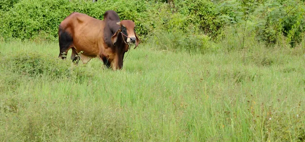 Vaca en el campo — Foto de Stock