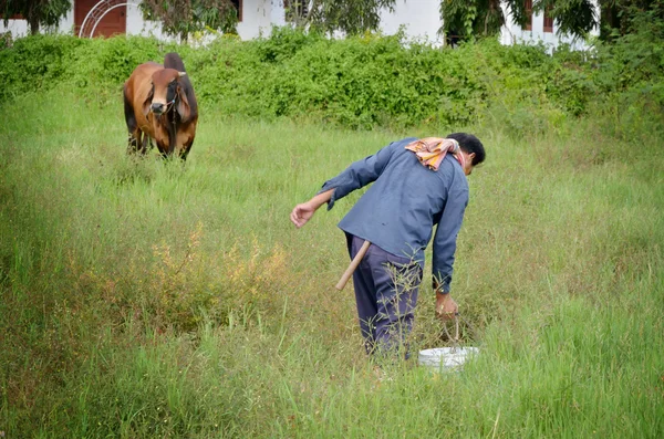 L'agricoltore trasporta l'acqua per nutrire la mucca — Foto Stock