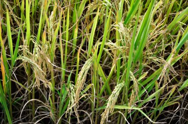 Organik pirinç gruptaki