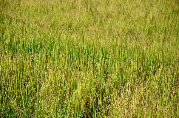 Arroz en la granja — Foto de Stock