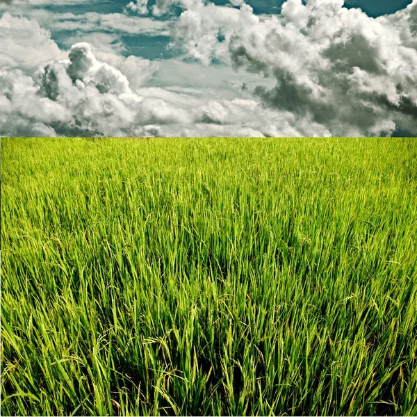 绿色稻田与雨云 — 图库照片