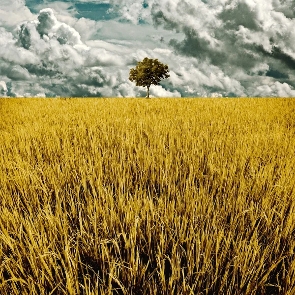 Drzewo w dziedzinie złoty ryż — Zdjęcie stockowe
