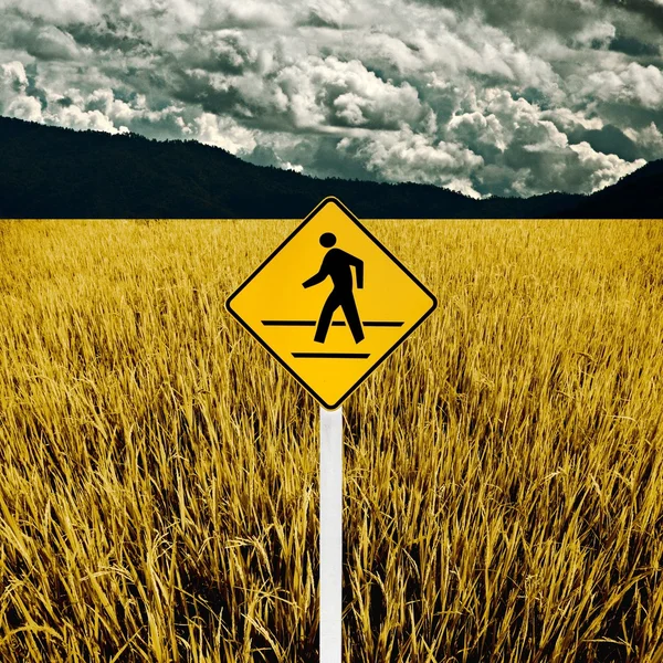 Человек пересекает дорогу знак с золотым рисовым полем — стоковое фото