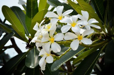 beyaz çiçek frangipani, plumeria