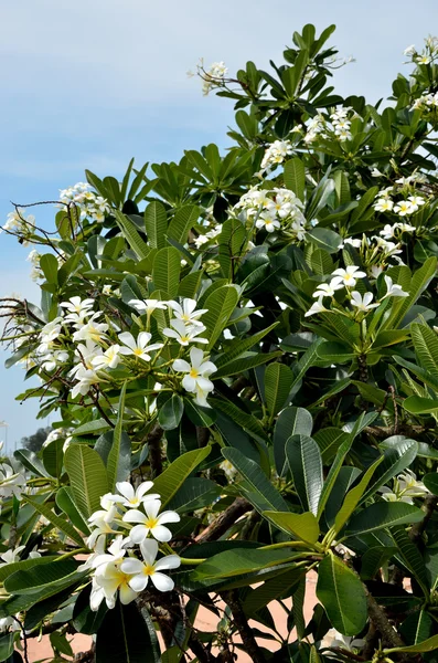 Fleur blanche Frangipani, Plumeria — Photo