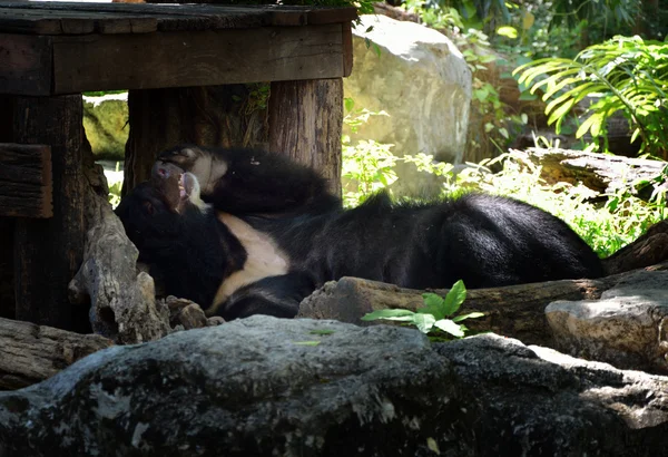 Sleepy bear, Asiatic black bear — Stock Photo, Image