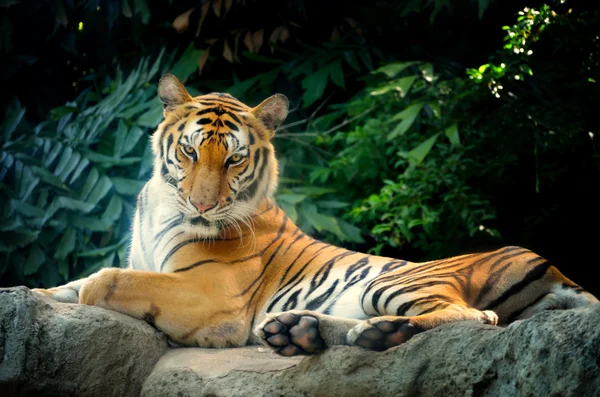 Tiger lay on stone — Stock Photo, Image