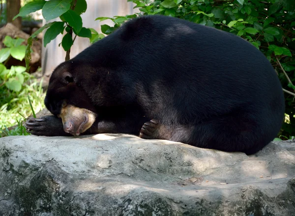 Сплячий ведмідь на камені — стокове фото
