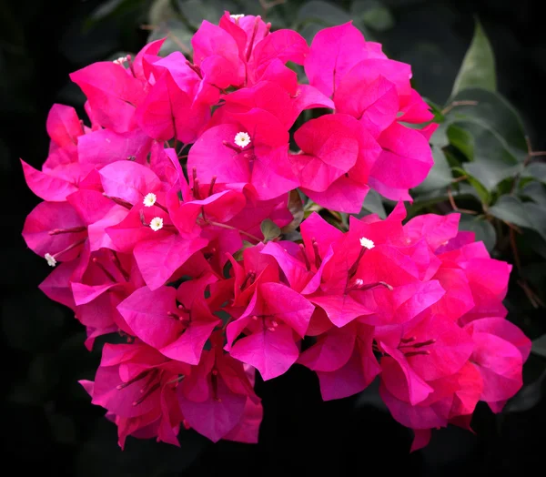 Bougainvillea, Fiore di carta rosa — Foto Stock