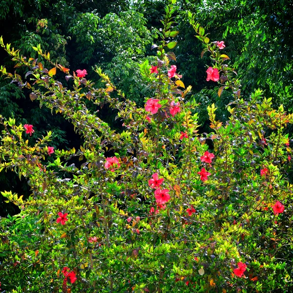 Hibisco, flor rosemalhada — Fotografia de Stock
