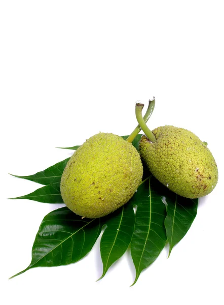 Breadfruit leaf isolated on white background — Stock Photo, Image