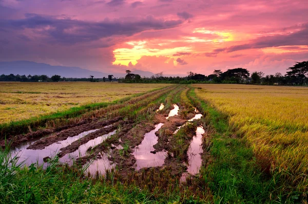 Campo de arroz bonito paisaje con cielo puesta de sol — Foto de Stock