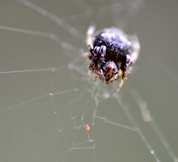 Kleine spin op web close-up — Stockfoto
