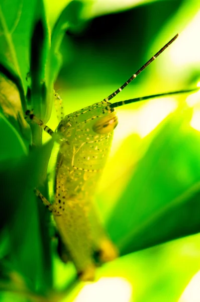 정원에서 메뚜기 — 스톡 사진