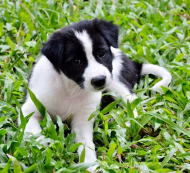 sevimli inek köpek bahçede