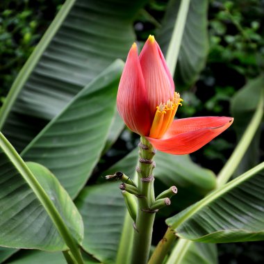 güzel muz çiçeği