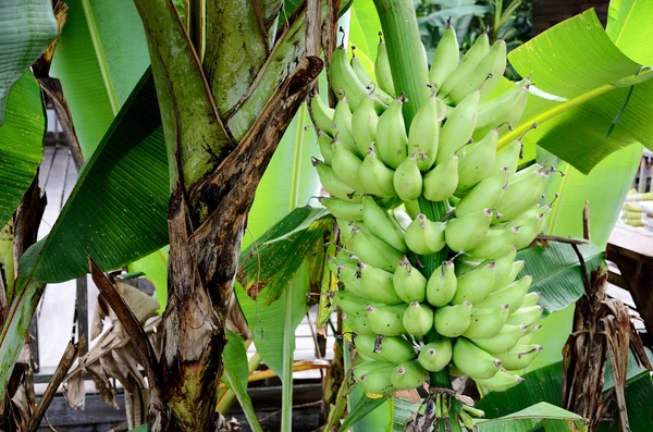 Groene banaa op boom — Stockfoto