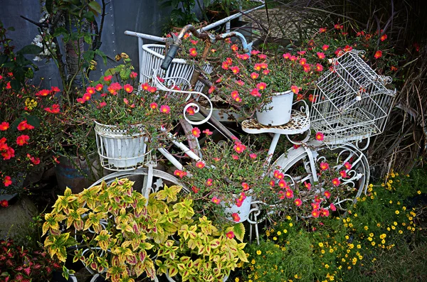 Bicicleta vintage com flor na cesta — Fotografia de Stock