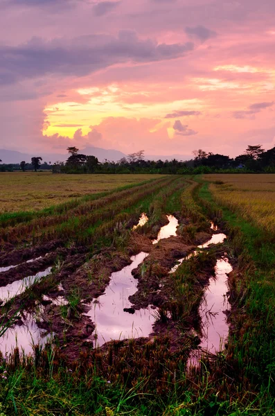 Campo de arroz bonito paisaje con cielo puesta de sol — Foto de Stock