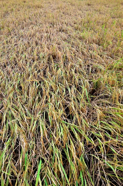 Niza arroz amarillo para la cosecha —  Fotos de Stock
