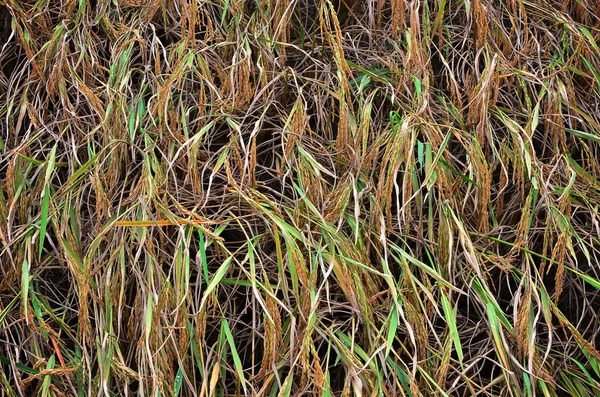 Arroz amarelo agradável para colheita — Fotografia de Stock