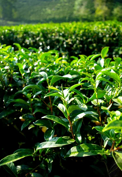 Tea tree farming on hill — Stock Photo, Image