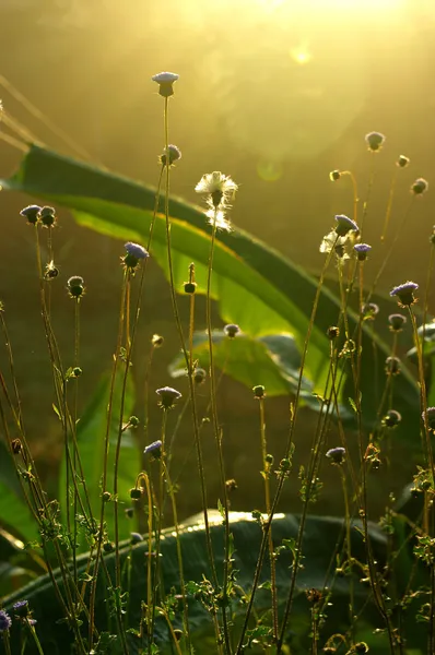 Erba con luce del mattino — Foto Stock