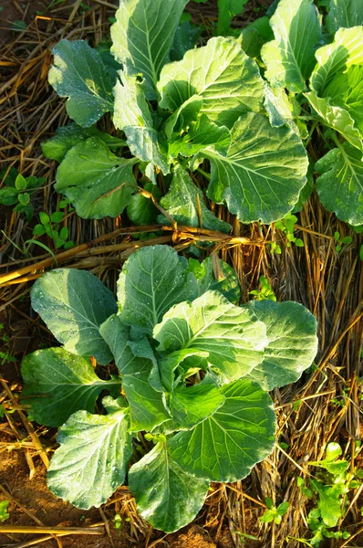 Fresh vegetable on ground — Stockfoto