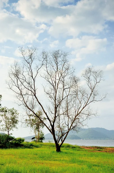 Árvore seca com fundo lago — Fotografia de Stock
