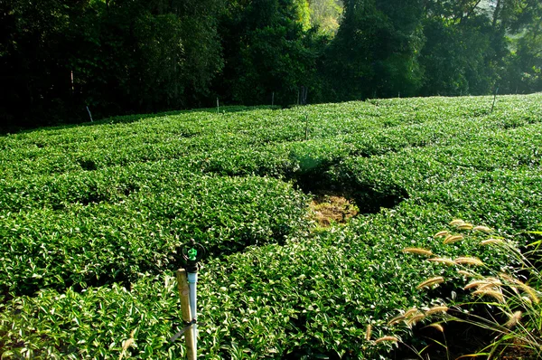 茶山上的树农场灌溉 — 图库照片