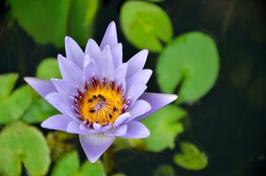 Arı ile Lotus çiçeği