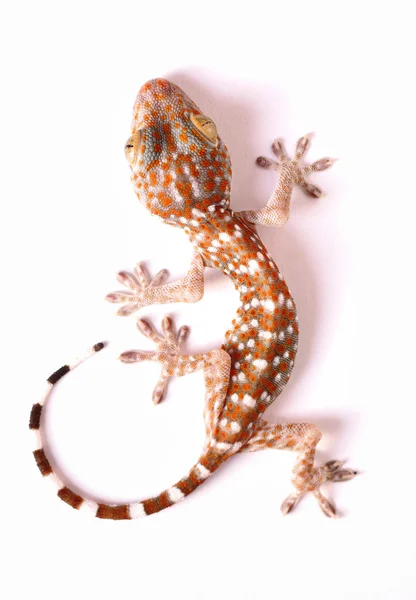 Gecko climbing isolated — Stock Photo, Image