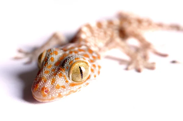 Gecko climbing isolated — Stock Photo, Image