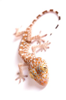 gecko tırmanma izole