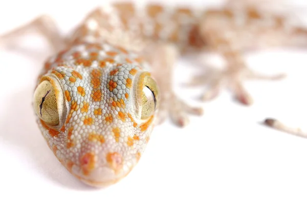 Gecko escalada aislada — Foto de Stock