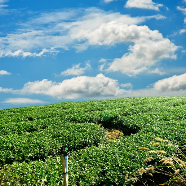 Green tea farm on hill with blue sky background — Stock Photo, Image