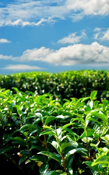 Green tea farm on hill with blue sky background — Stock Photo, Image