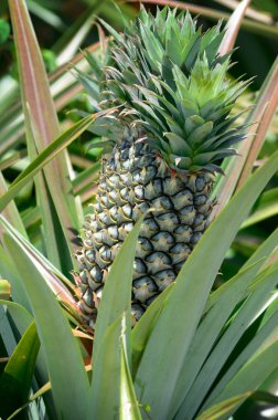 ananas çiftlik, tarım Tayland