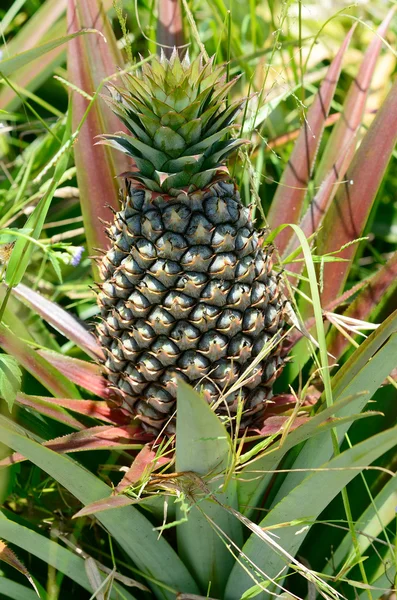 Ananas v hospodářství, zemědělství v Thajsku — Stock fotografie