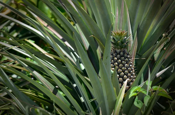 Ananas v hospodářství, zemědělství v Thajsku — Stock fotografie