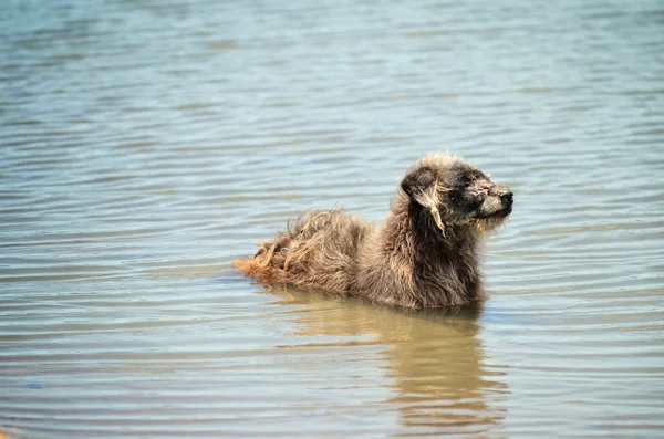 Herrelös hund i vattnet — Stockfoto