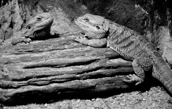Reptile animal in zoo — Stock Photo, Image