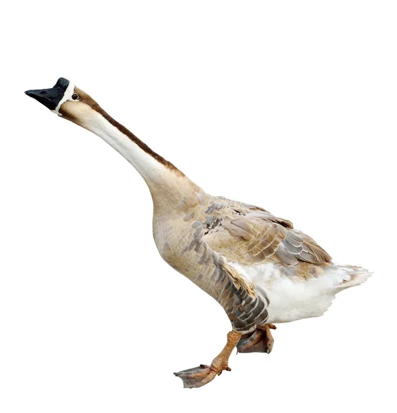 Goose isolated — Stock Photo, Image