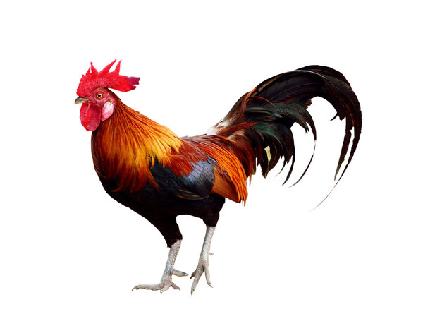 Chicken isolated on white background