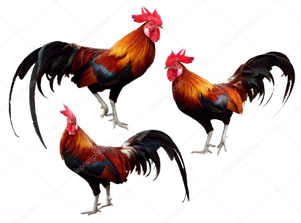 Set of Chicken isolated on white background
