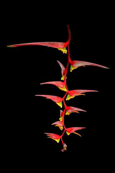 Islated kwiat Heliconia na czarnym tle — Zdjęcie stockowe