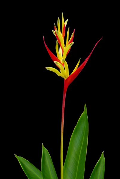 Papagaio Heliconia isolado no fundo preto — Fotografia de Stock