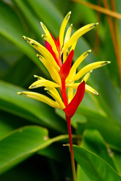 Blüte: Papagei heliconia — Stockfoto